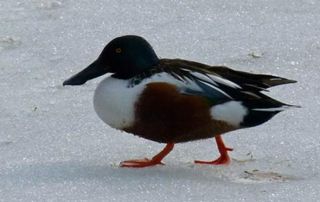 A male northern shoveler, sporting its signature spoon-shaped bill, walks on a still-frozen lake in Central Park.