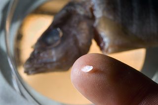 A fish otolith, or ear stone