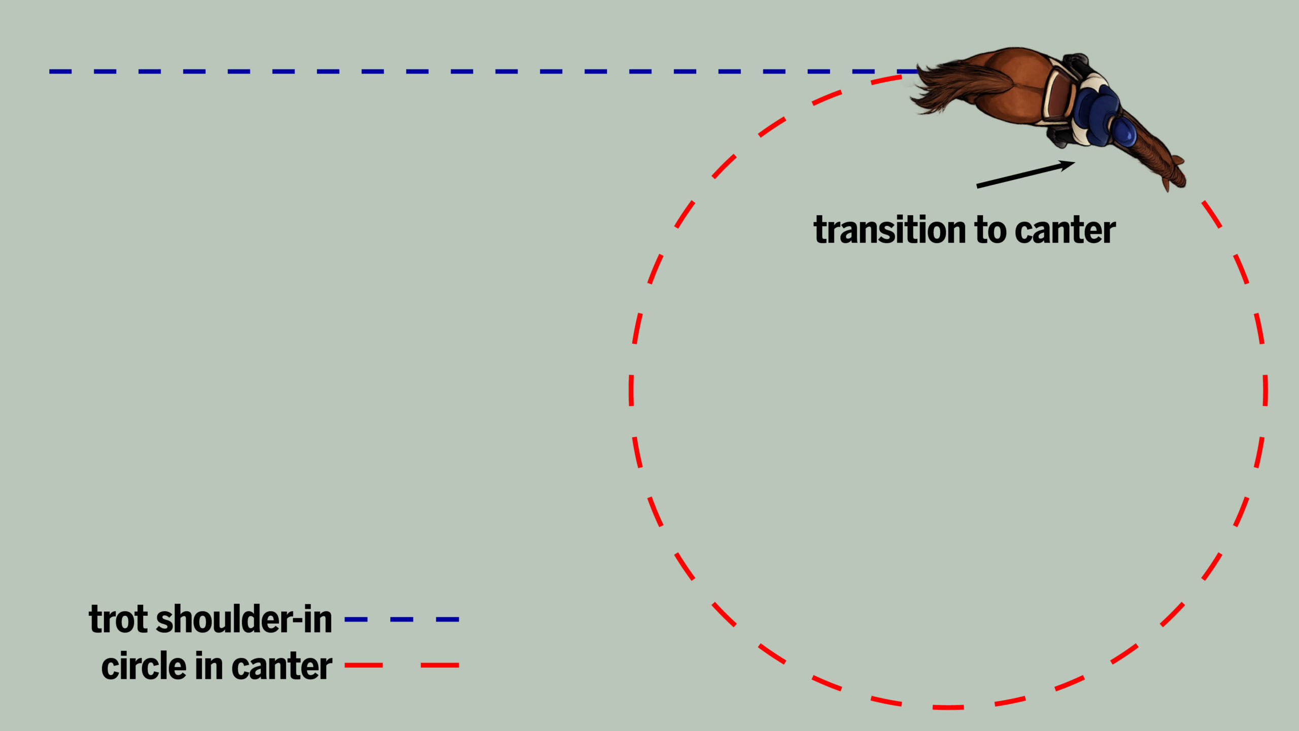 Exercise showing canter transition for horse