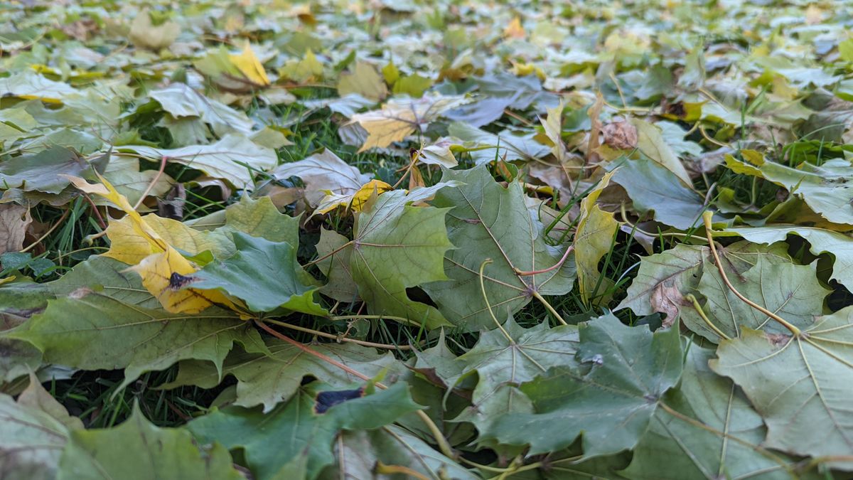 Pixel 6 Pro camera sample