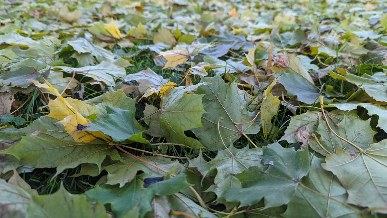 Pixel 6 Pro camera sample
