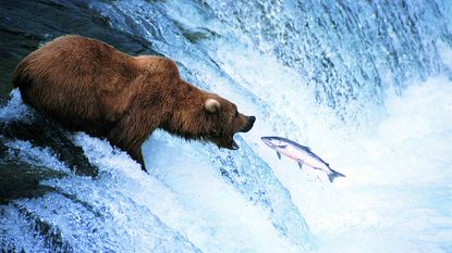 A bear eats a fish that's swimming upstream