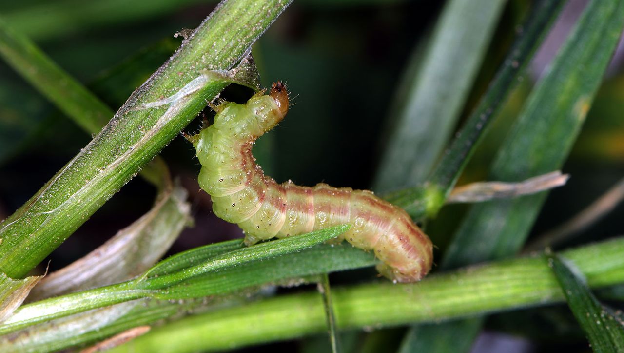 A fall armyworm