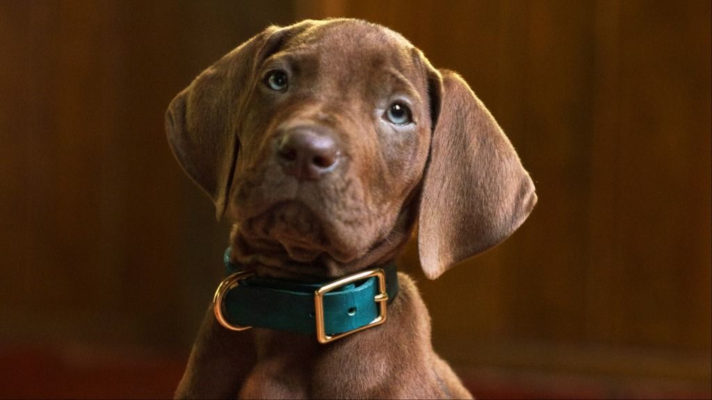 Netflix's Scooby-Doo: Origins just introduced its 