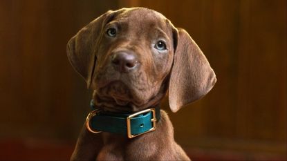 A brown Great Dane puppy wearing a teal and gold collar