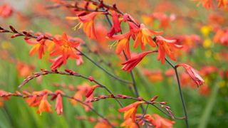 red crocosmia in flower