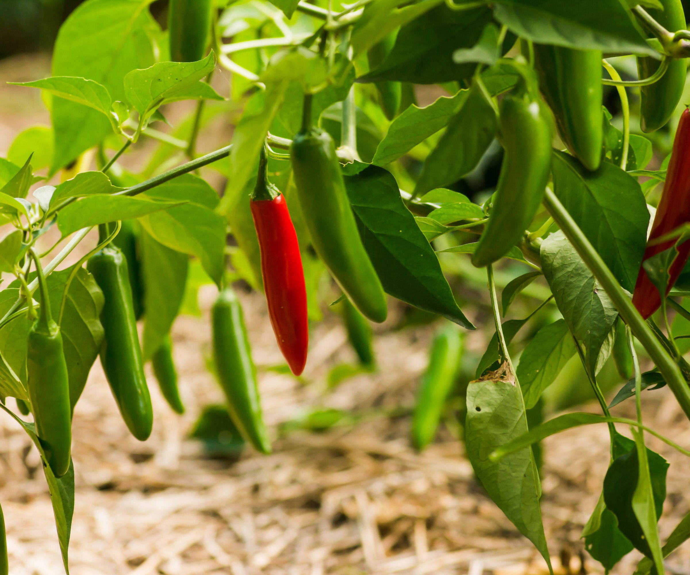 Red and green serrano peppers growing in a vegetable garden
