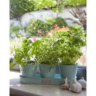 Set of 3 blue tin herb pots in matching tray with fresh green herbs growing in it