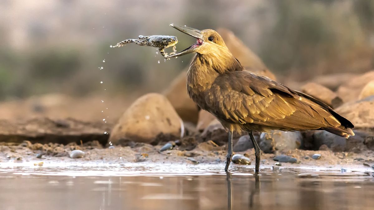 RSPCA Young Photographers Award