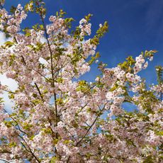 Cherry blossom tree in bloom against blue sky