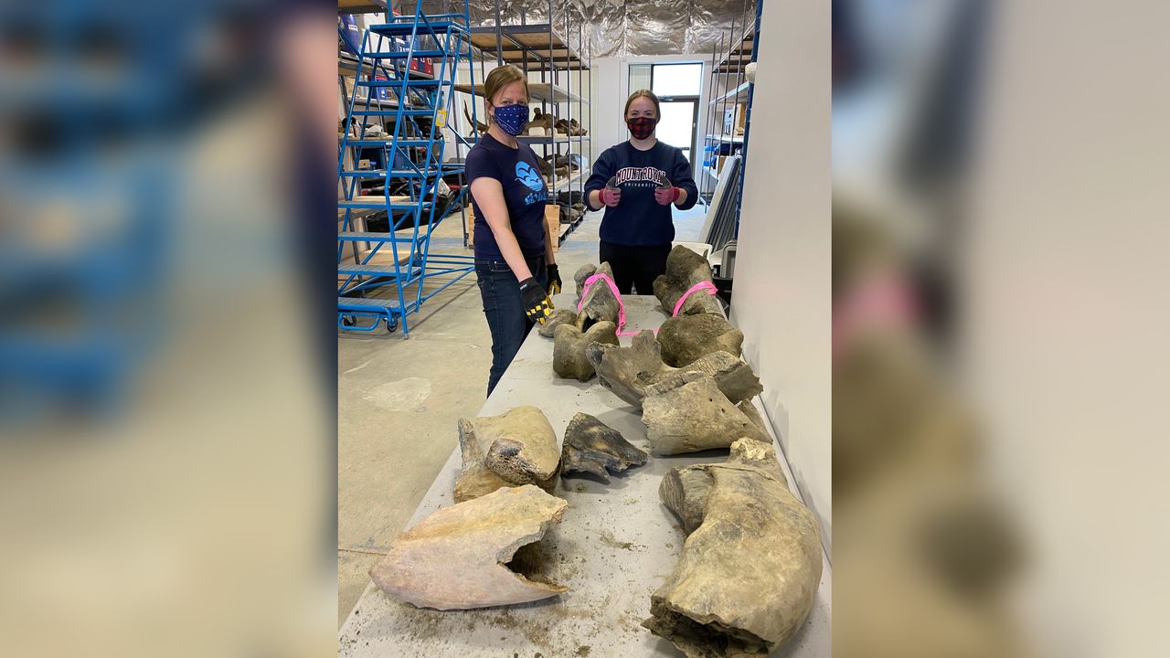 The bones come from three woolly mammoths. One is full grown, another is a younger adult and another is a juvenile.