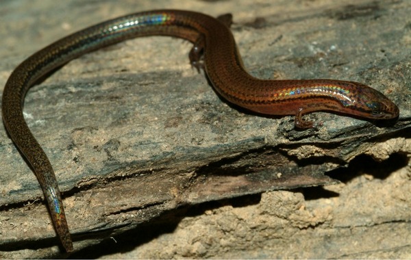 L. veunsaiensis is tiny and elusive. The single specimen discovered was captured, euthanized and taken to the lab for study.