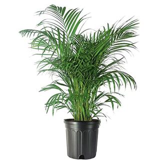 American Plant Exchange Areca Palm 3G Pot 32-38