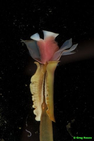 A single tube worm at a hydrothermal seep area.