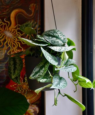 satin pothos, Scindapsus pictus ‘Trebie’ as a house plant
