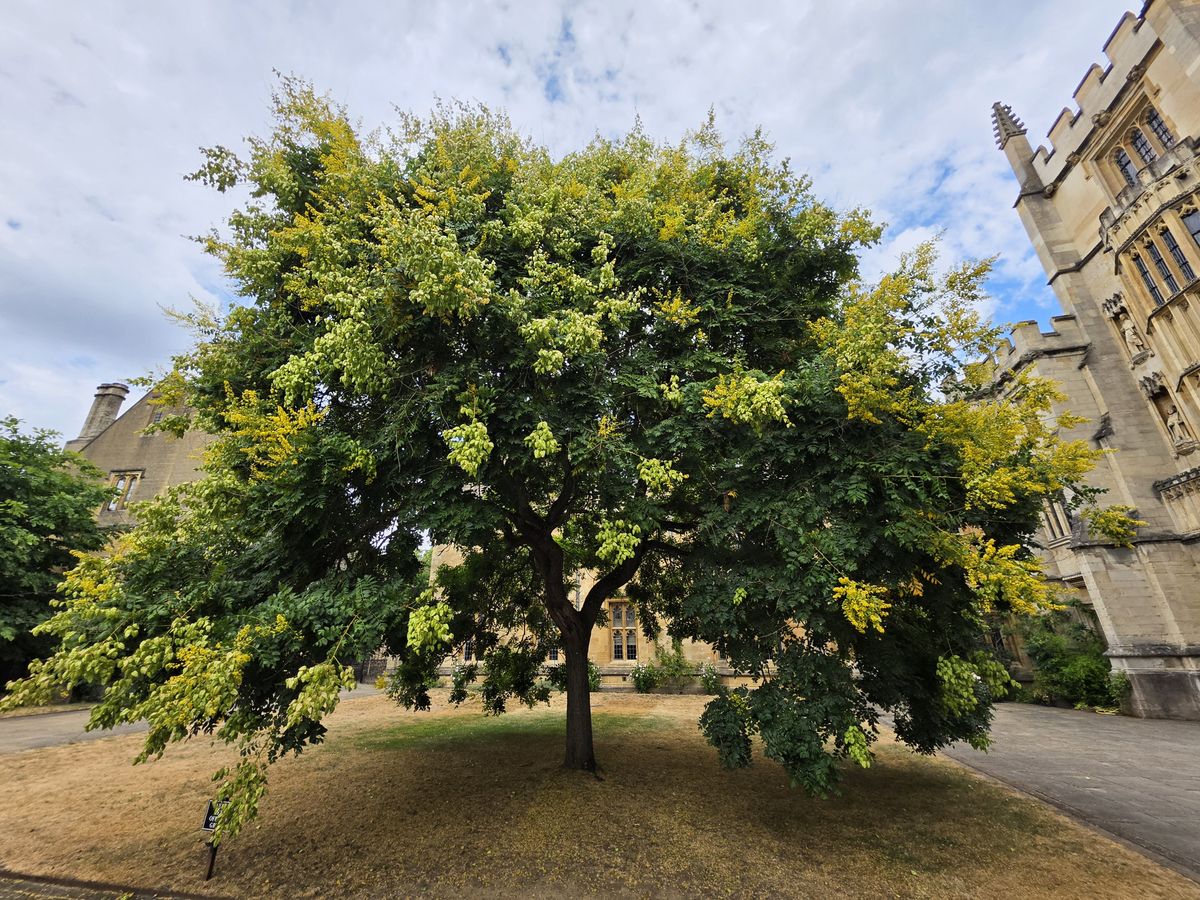 Galaxy Z Fold 8 camera sample