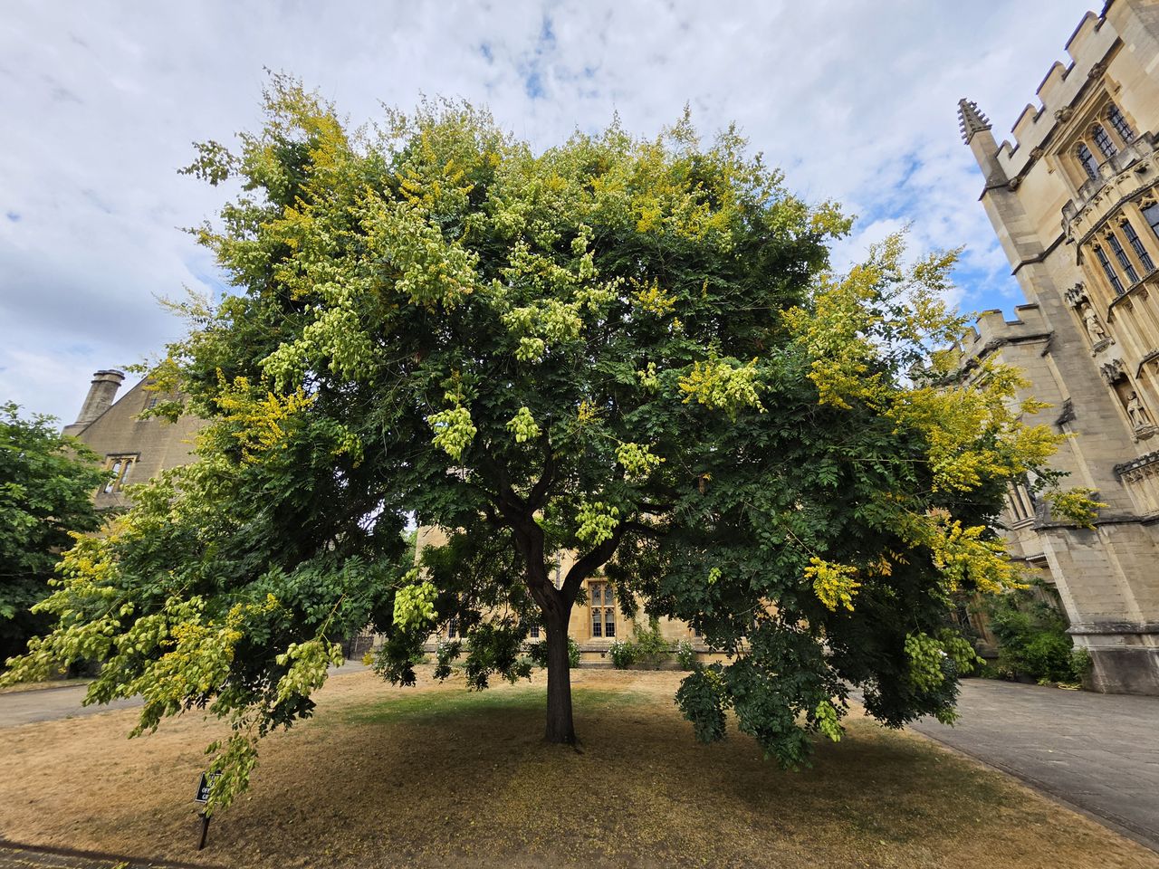 Galaxy Z Fold 8 camera sample