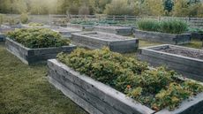 A garden with many wooden raised beds filled with vegetables and fruits