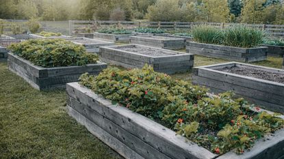 A garden with many wooden raised beds filled with vegetables and fruits