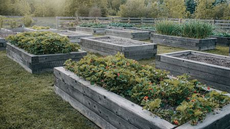 A garden with many wooden raised beds filled with vegetables and fruits