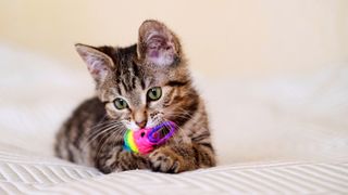 Kitten with toy in mouth