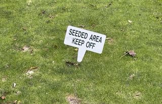 grass seed on lawn