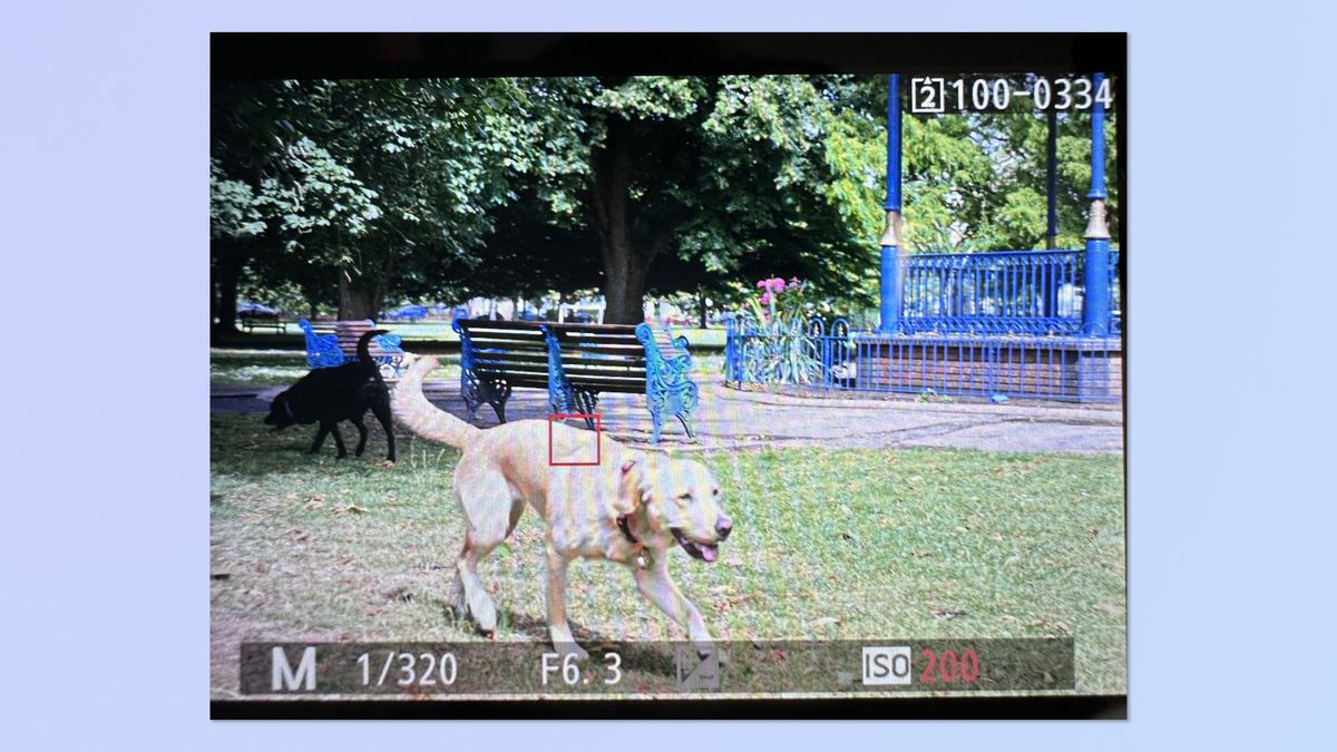 A screenshot of the Nikon Z5II monitor, showing a photo of a dog in image playback, with the focal point highlighted &mdash; the focal point is behind the dog's head.