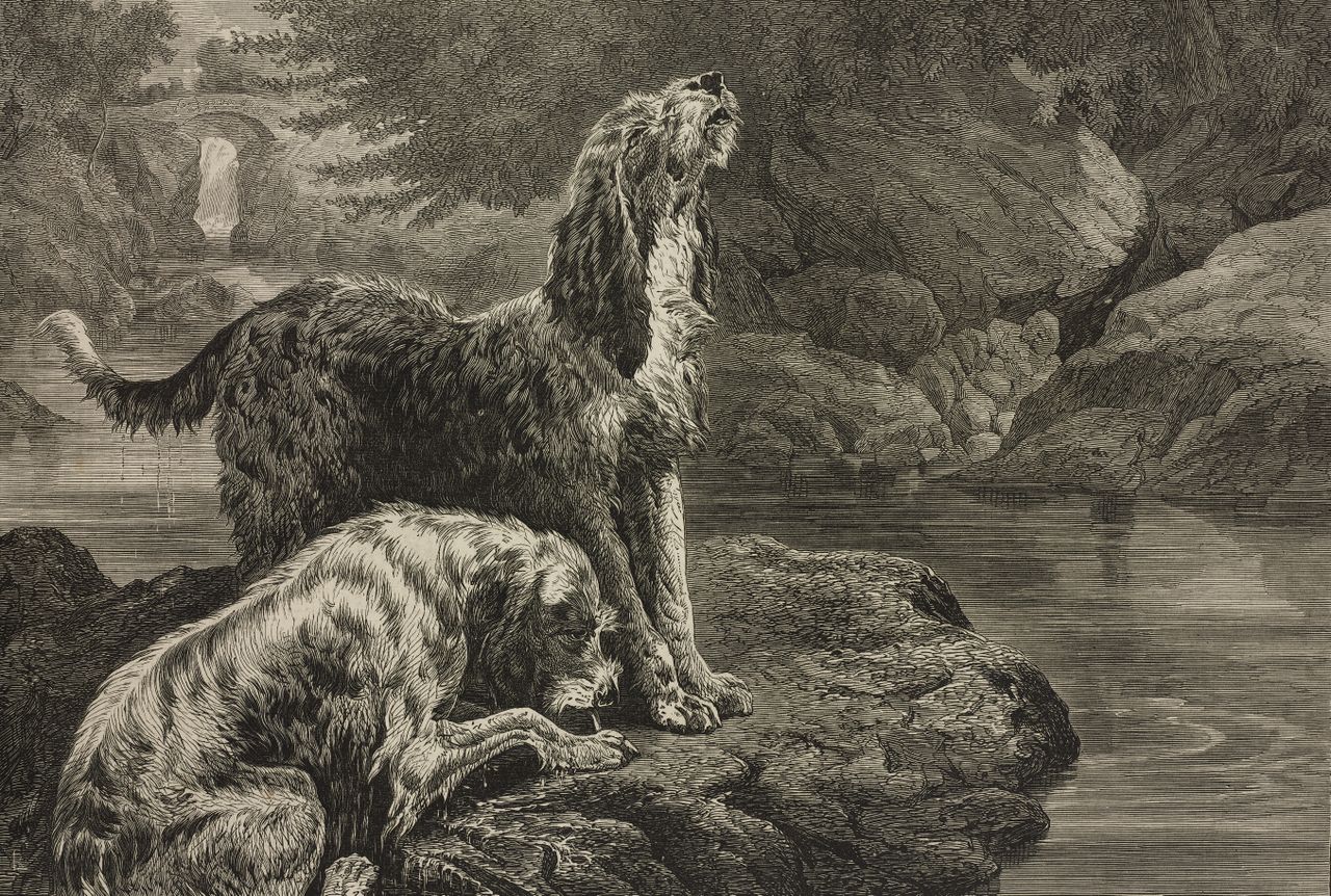 Engraving of two otterhounds on a riverbank, one howling while the other sniffs the ground. Illustration by Basil Bradley, The Illustrated London News, 1872.