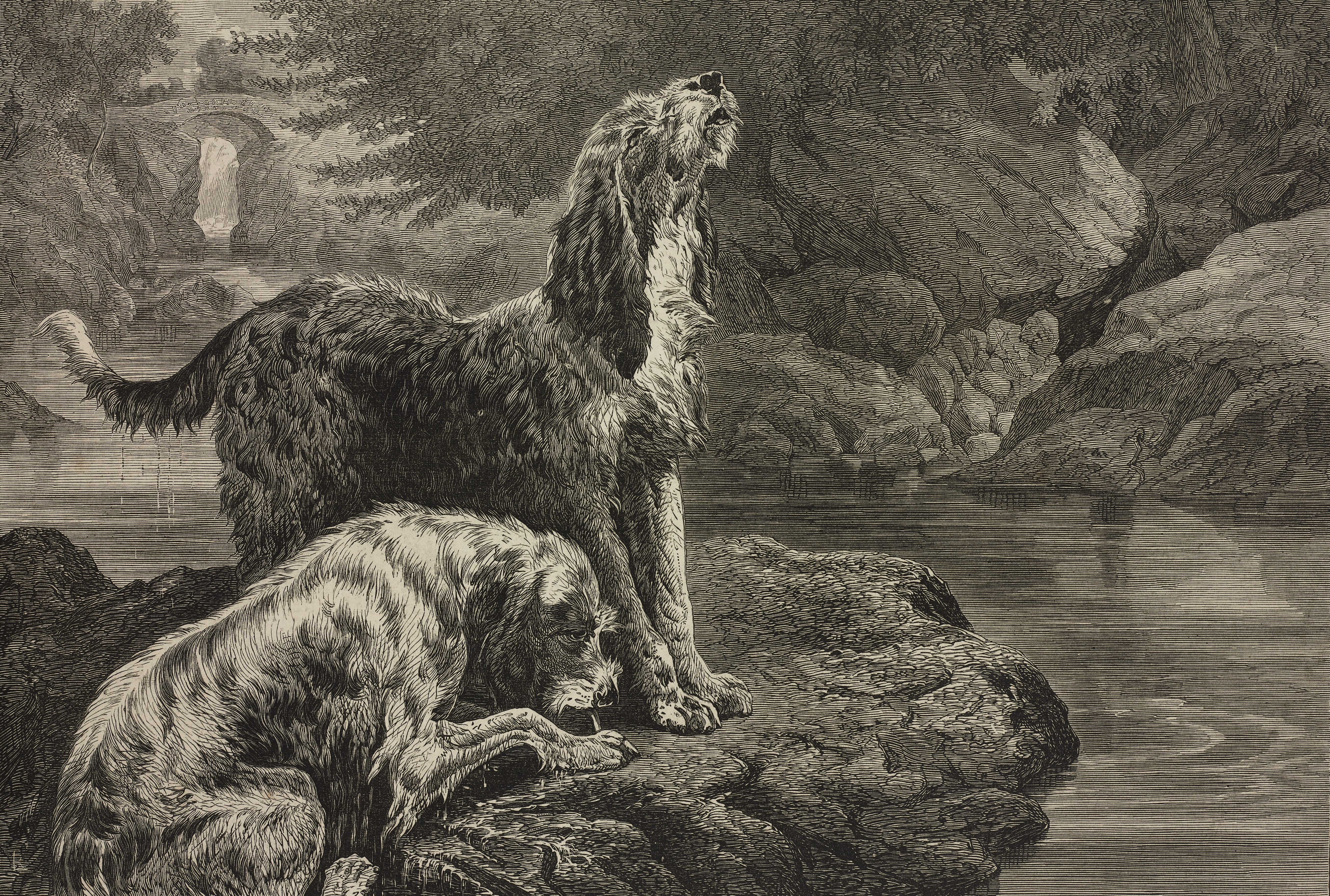 Engraving of two otterhounds on a riverbank, one howling while the other sniffs the ground. Illustration by Basil Bradley, The Illustrated London News, 1872.