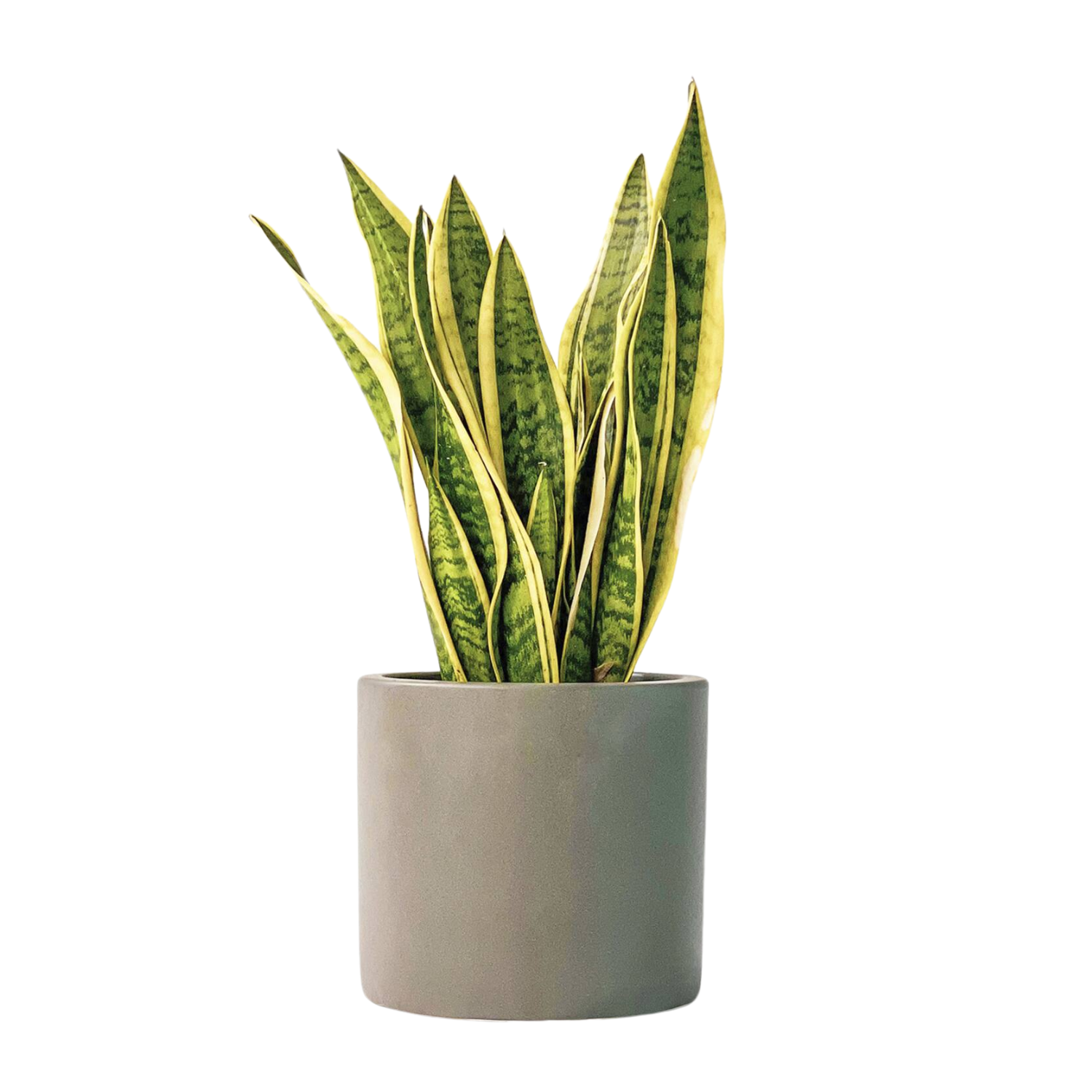 A Beards & Daisies Snake Plant from H&M