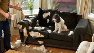 ways to protect furniture from pets 