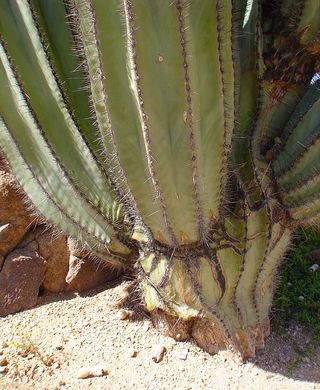 Cardon cactus - Enormous plants