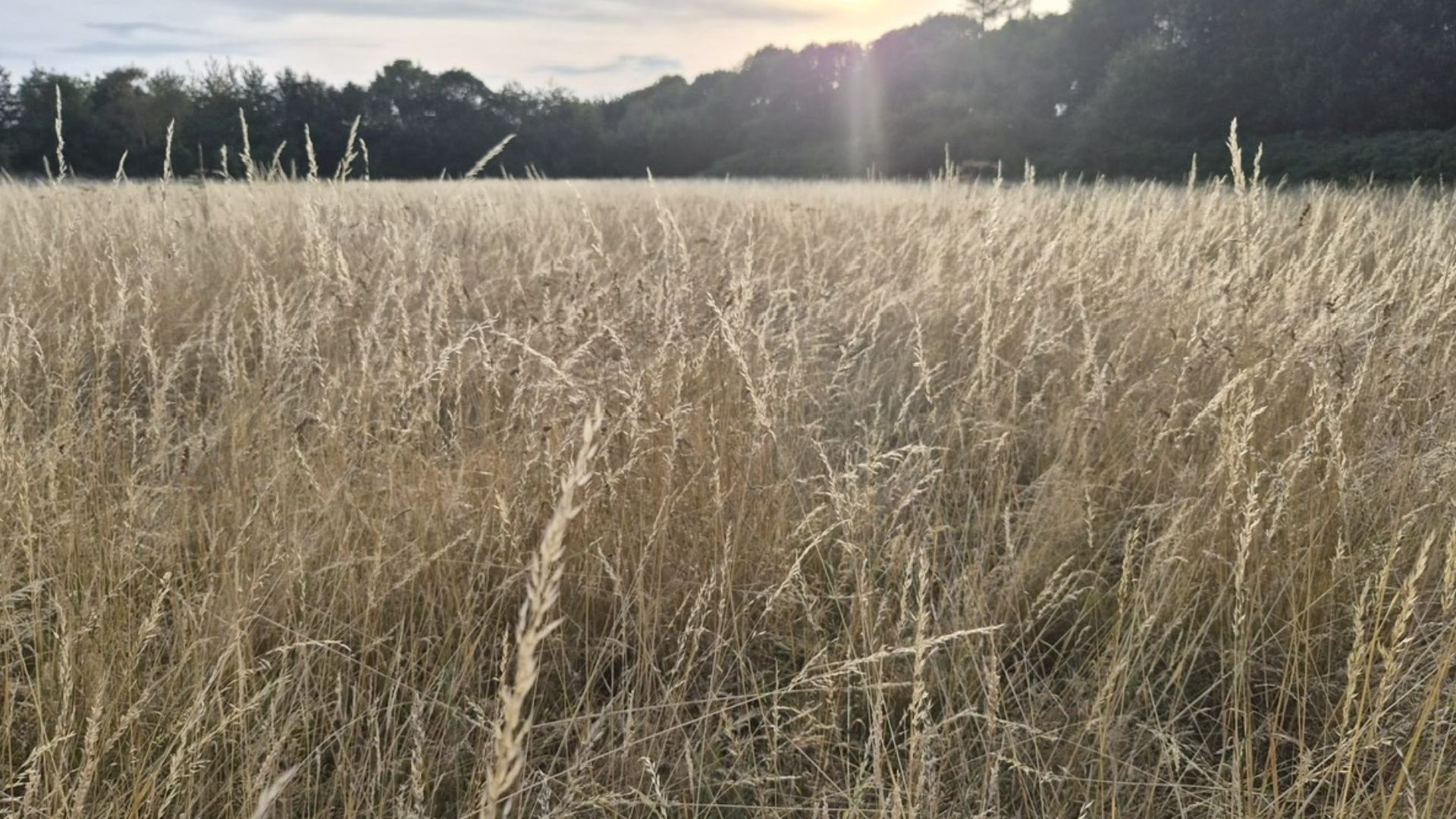 The sun sets behind a field of long grass