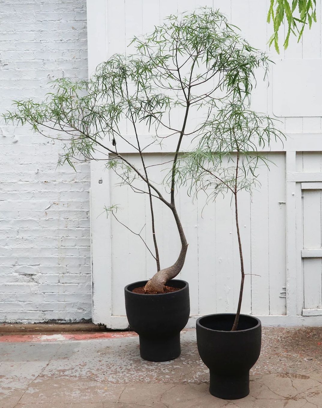 5 Best Tall Indoor Plants They Add So Much Shape and Color Livingetc