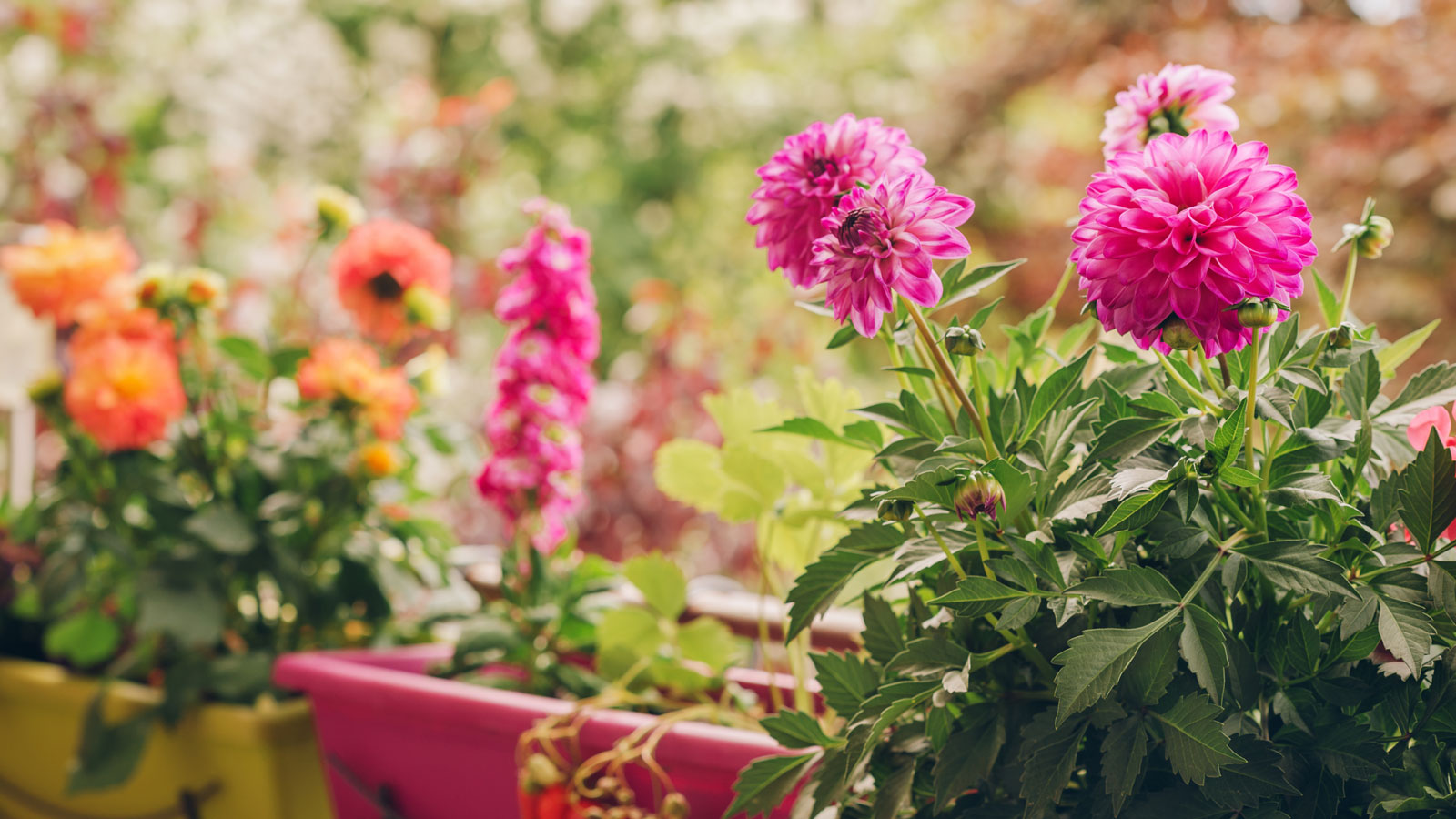 pink and orange dahlias in containers