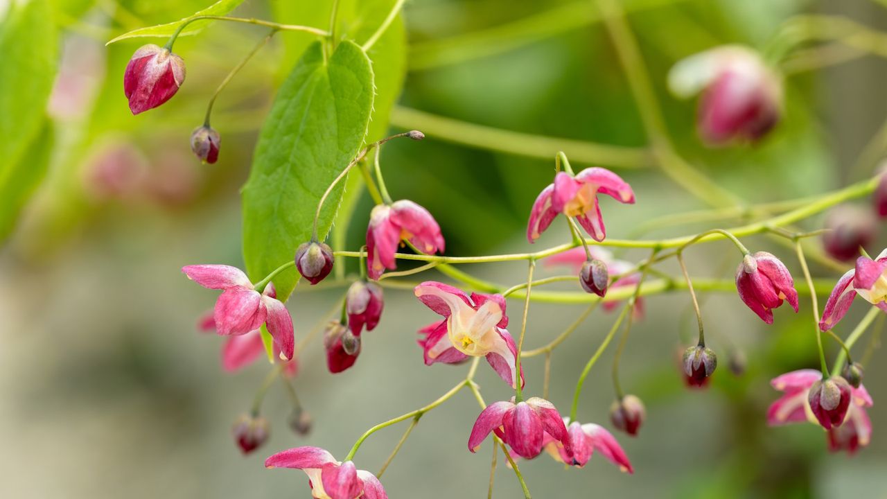 Red and yellow epimedium blooms with green foliage