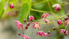 Red and yellow epimedium blooms with green foliage