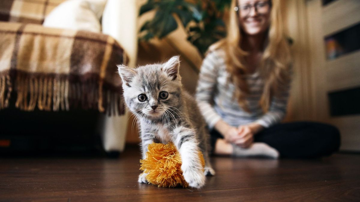 Kitten training tips: cute grey kitten playing with orange toy