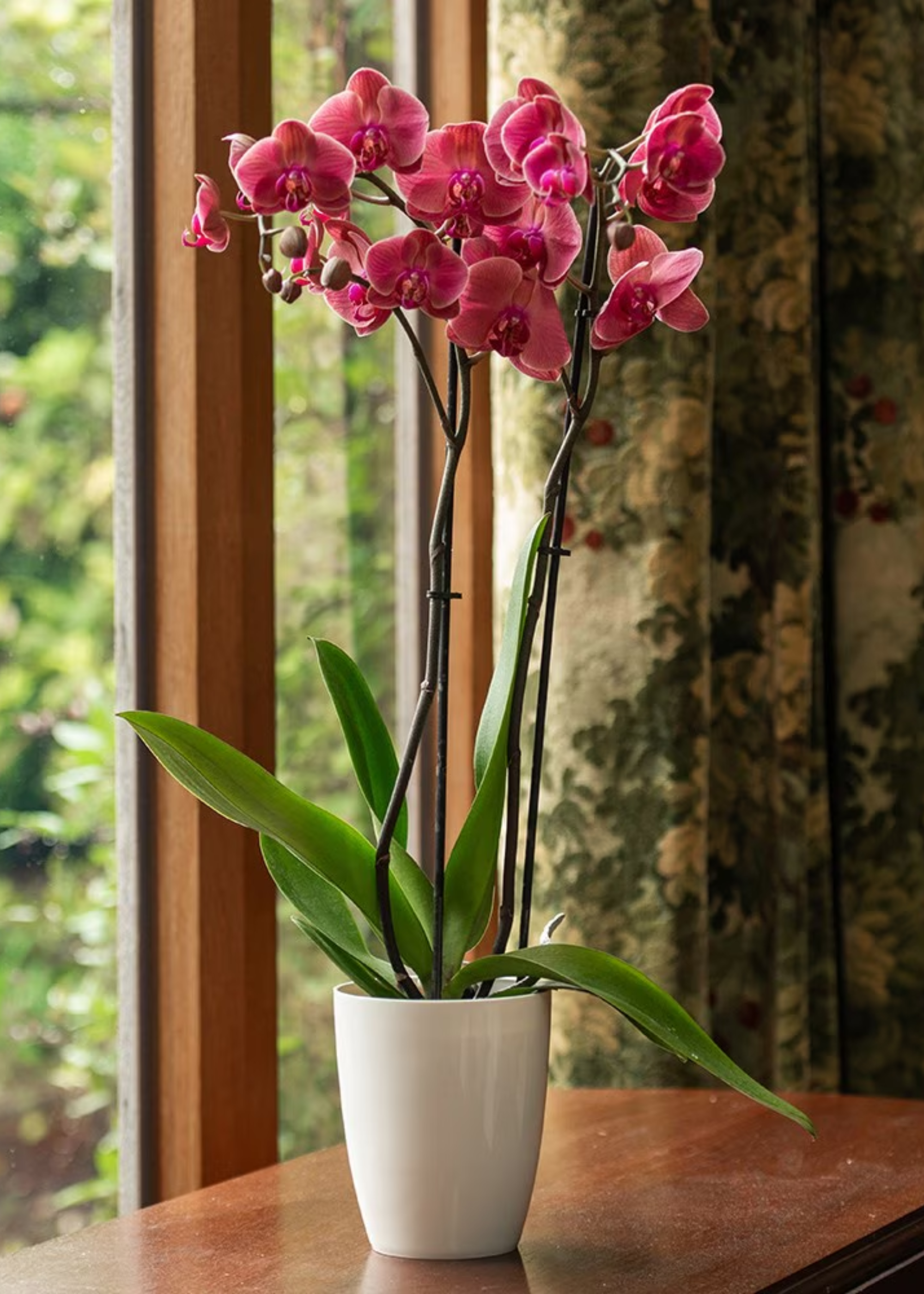 A potted pink orchid plant in a white pot beside a window in a home