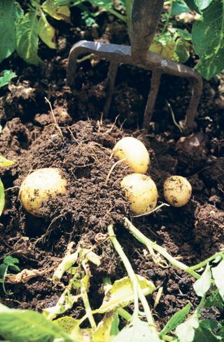 Monty Don's tips for planting new potatoes