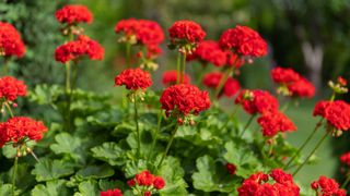 red pelargonium flowers