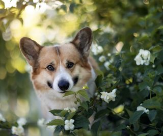 A corgi stands next to jasmine flowers