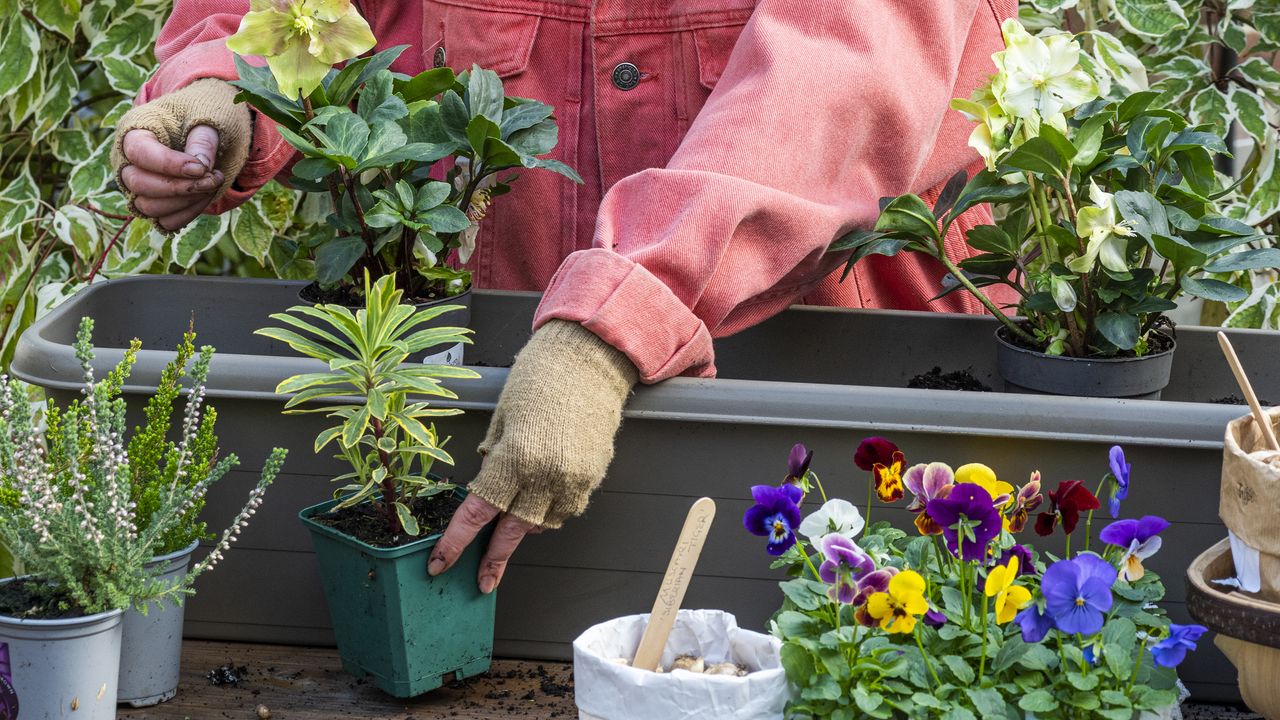 Planting up a winter container