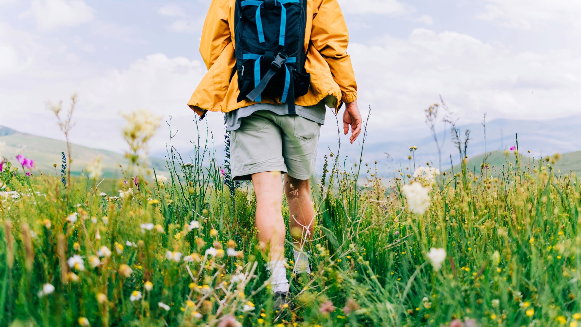 Hiker walking through wildflowers in mountain meadow 