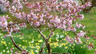 Cherry tree covered with blossom surrounded by daffodils