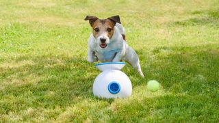 terrier playing with automated ball launcher
