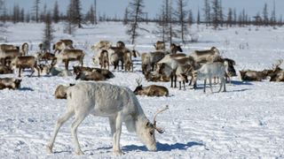 Reindeer in the Tyyakha camp of reindeer breeders on the Taimyr Peninsula in Arctic Russia are shown in April 2021.