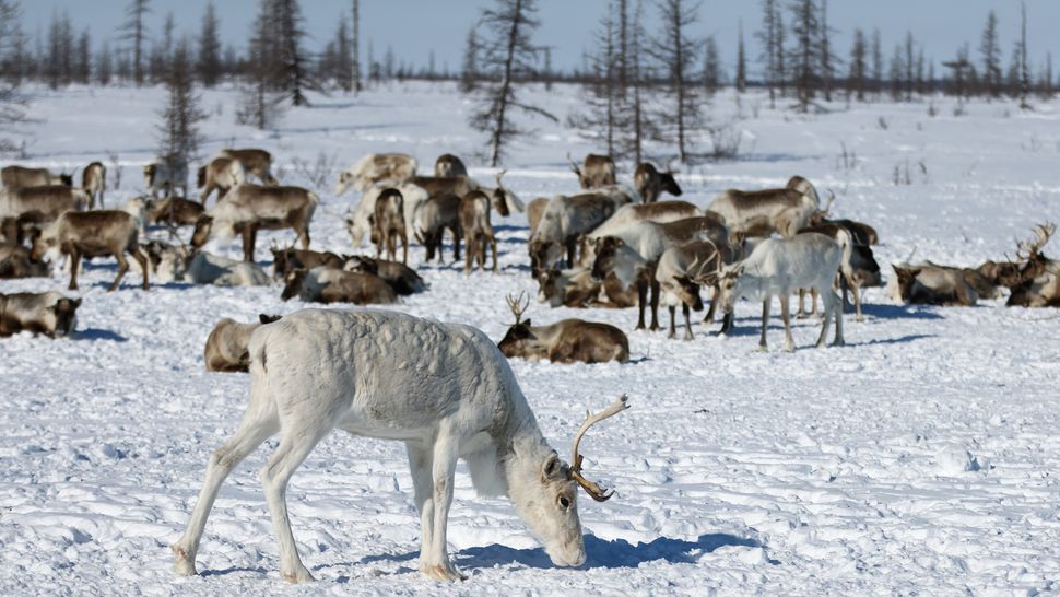 Reindeer And Caribou: Facts About Majestic Deer | Live Science