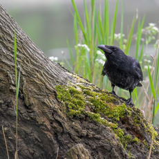 Crow perched on a tree trunk.
