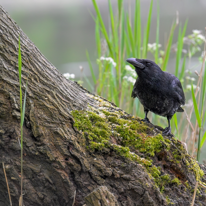 Crow perched on a tree trunk.